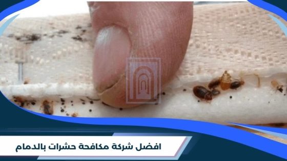 أفضل شركة لمكافحة حشرة البق الصغيرة بالدمام وكيف تختارها؟